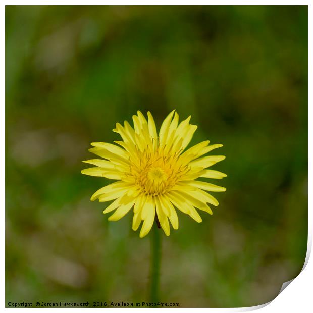 Dandelion  Print by Jordan Hawksworth