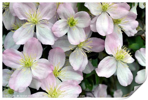 Light Purpley/pink and White Clematis flowers Print by Jordan Hawksworth