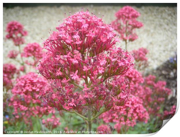 Pink flowery/leafy bush/tree Print by Jordan Hawksworth