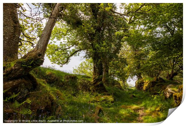 Woodland path on Dartmoor Print by Bruce Little