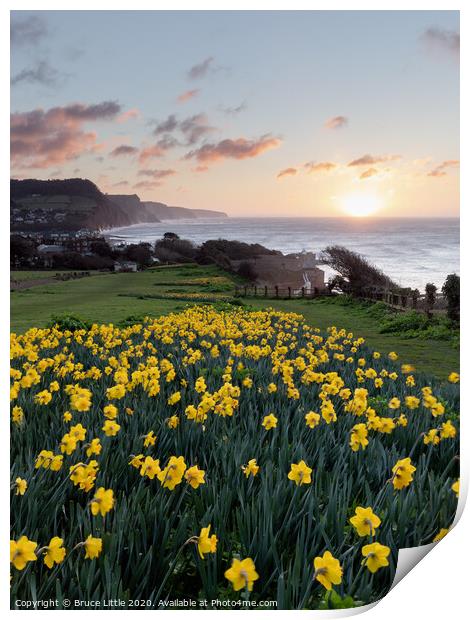 Golden Sunrise in Sidmouth's Daffodil Fields Print by Bruce Little