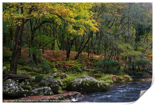 Dartmoor woodland in autumn Print by Bruce Little