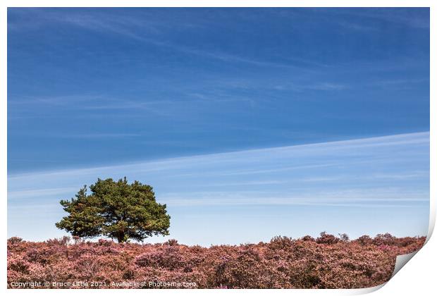 Heathland Tree Abstract Print by Bruce Little