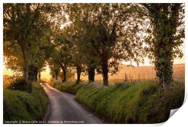 Tree avenue at sunset Print by Bruce Little