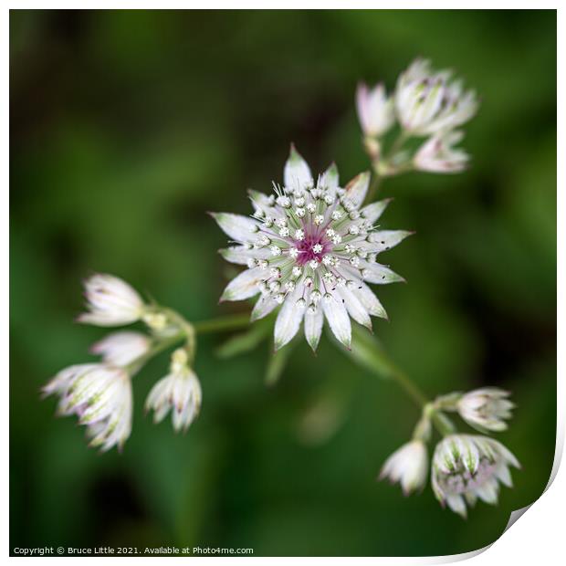 Astrantia Print by Bruce Little