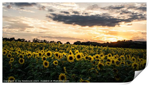 Field of Sunflowers in the golden hour. Print by Joy Newbould