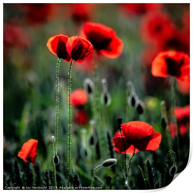 Poppies - We Will Remember Them Print by Joy Newbould