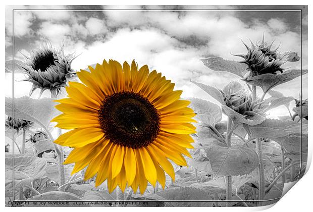 Sunflower Field Print by Joy Newbould