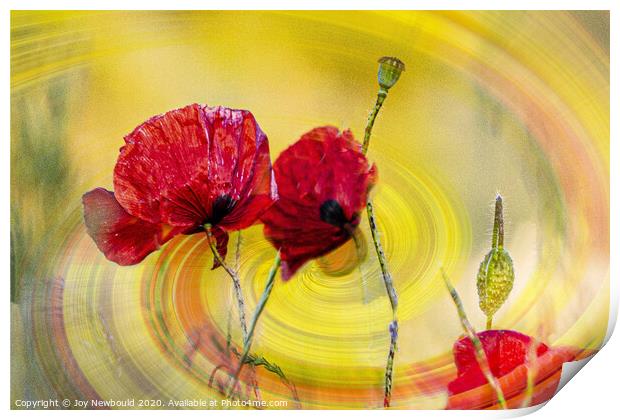 Poppies Digital Art  Print by Joy Newbould