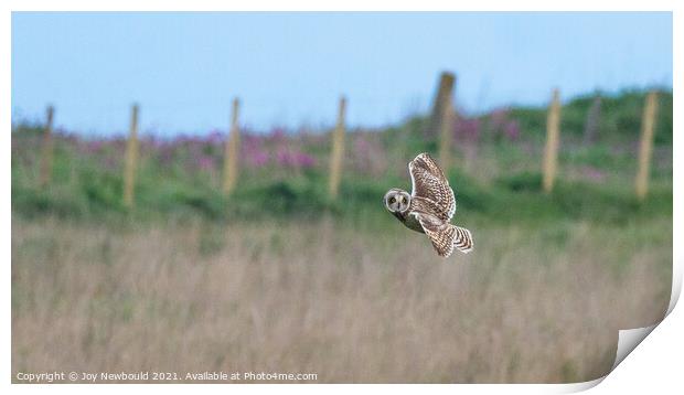 Short Eared Owl in flight  Print by Joy Newbould