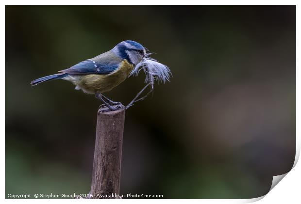 Blue Tit with nesting resources Print by Stephen Gough