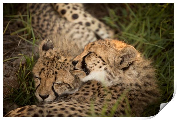 Cheetah Love Print by Karl Daniels