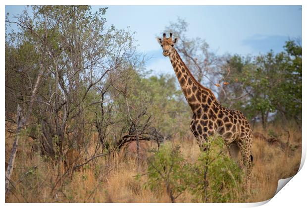 African Wildlife Print by Karl Daniels