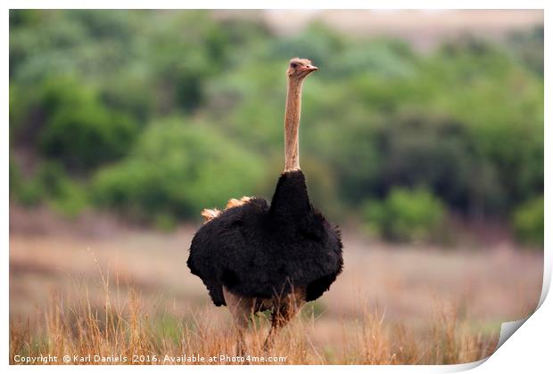 Male Ostrich in Africa Print by Karl Daniels