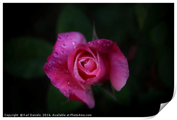 Pink Rose Print by Karl Daniels