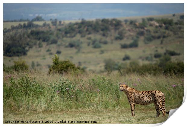 Cheetah Landscape Print by Karl Daniels