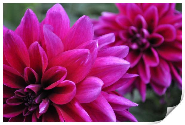 Magenta Dahlia Print by Adrian Susman