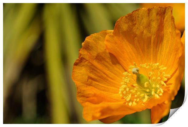 Orange poppy Print by Adrian Susman