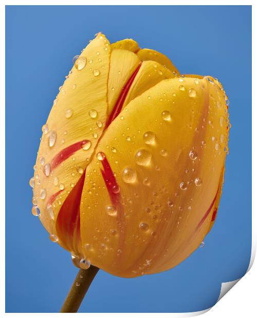 Spring Tulip 3 Print by Jim Hughes