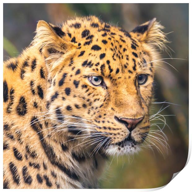 Amur Leopard Print by Jim Hughes