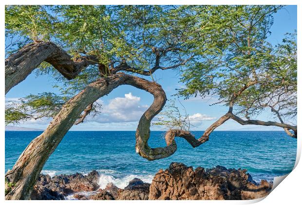 Koa Tree on Maui Print by Jim Hughes