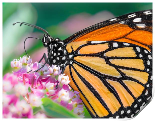 Monarch Butterfly on Milkweed Print by Jim Hughes