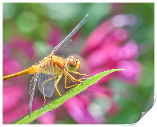 Skimmer dragonfly and Monarda Print by Jim Hughes