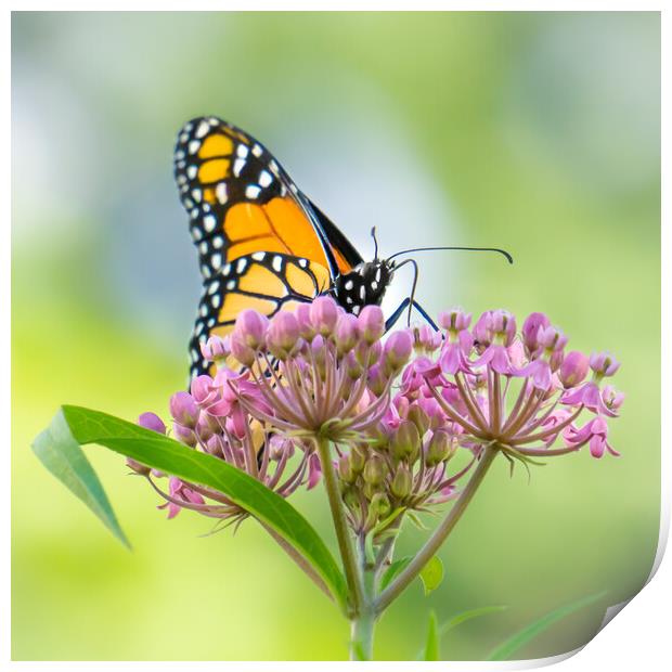 Monarch Butterfly, Swamp Milkweed Print by Jim Hughes