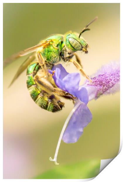 Brilliant Green Bee Print by Jim Hughes