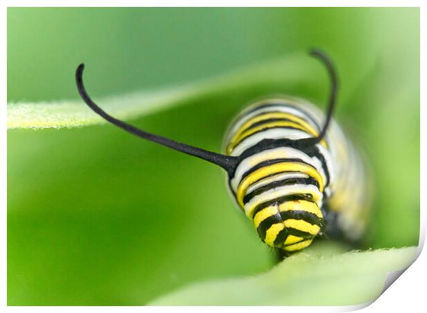 Monarch Caterpillar on milkweed Print by Jim Hughes