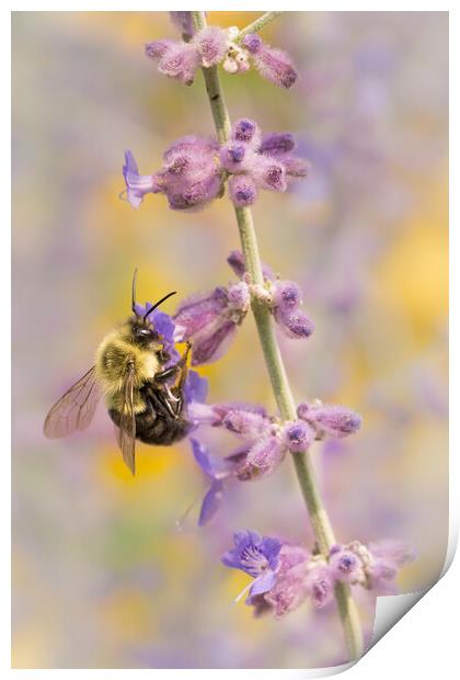 Bumble Bee on Russian Sage Print by Jim Hughes
