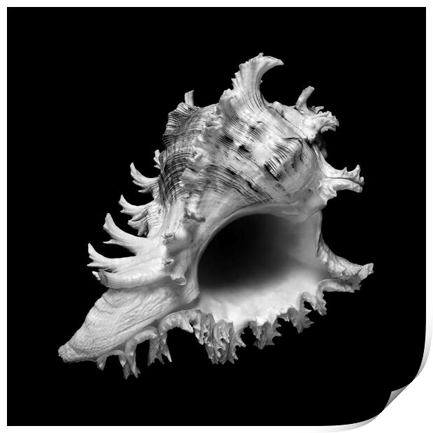sea shell: ramose or branched murex Print by Jim Hughes