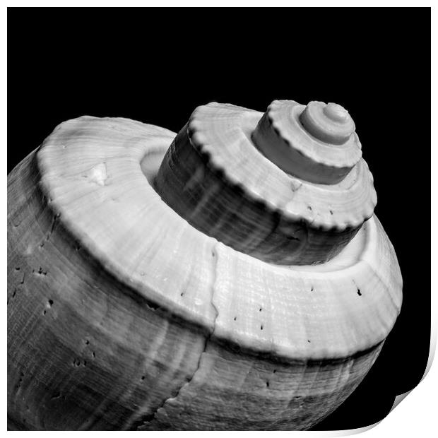 Channeled Whelk sea shell Print by Jim Hughes