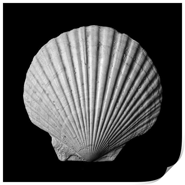 Scallop seashell Print by Jim Hughes