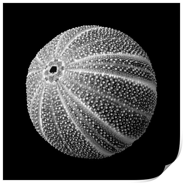 Sea Urchin 3 Print by Jim Hughes
