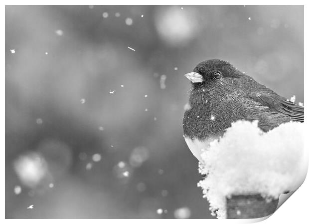 Dark Eyed Junco in a snowstorm Print by Jim Hughes