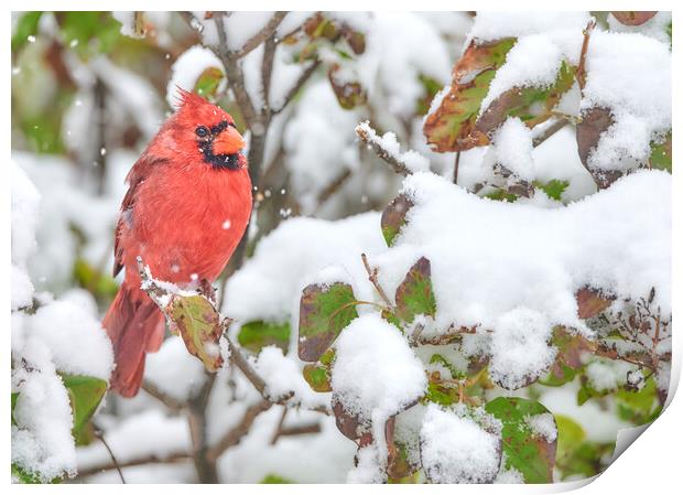 Winter Cardinal Print by Jim Hughes