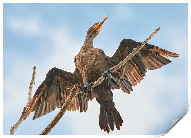 Double-crested cormorant Print by Jim Hughes