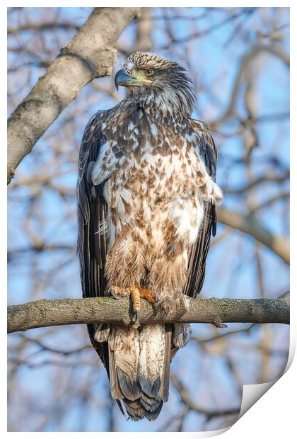 Juvenile Bald Eagle Print by Jim Hughes