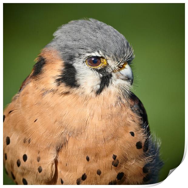 American Kestrel  Print by Jim Hughes