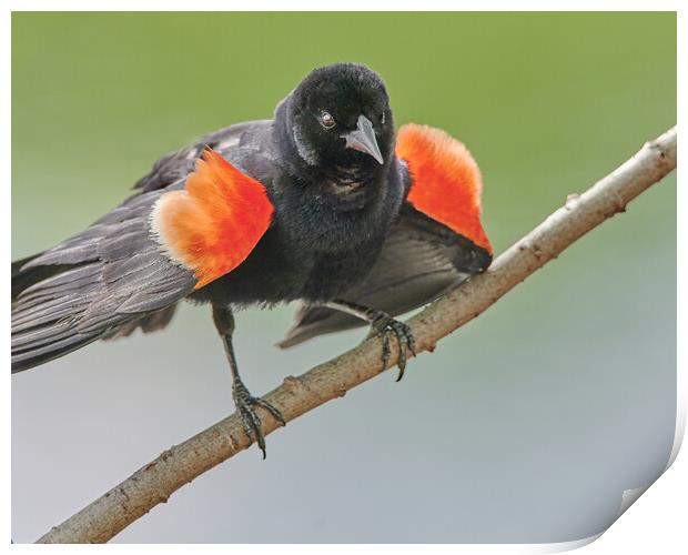 A Red-winged Blackbird Shows His Colors Print by Jim Hughes