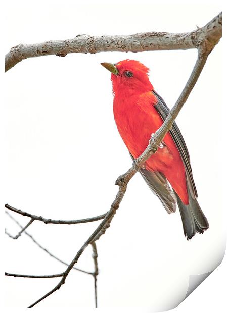 Scarlet Tanager Gives Me The Eye Print by Jim Hughes
