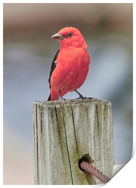 Scarlet Tanager On A Dock Print by Jim Hughes