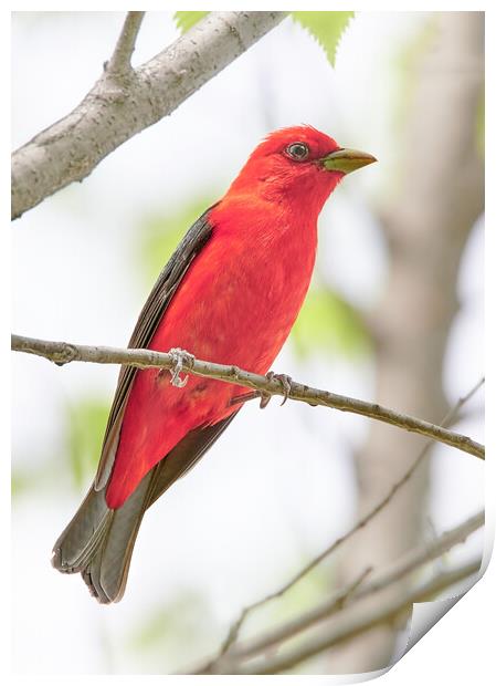 Scarlet Tanager Print by Jim Hughes