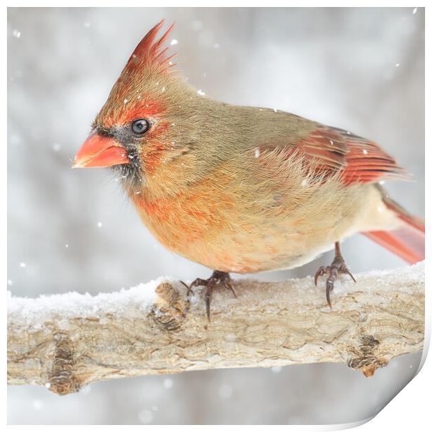 Female Cardinal in a snowstorm Print by Jim Hughes