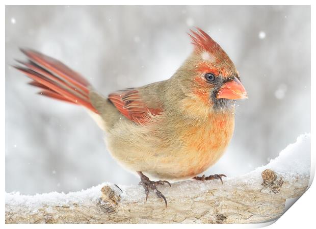 Female Cardinal rides out a snowstorm Print by Jim Hughes