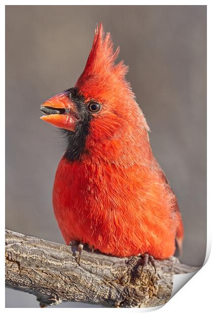Male Cardinal with sunflower seed Print by Jim Hughes