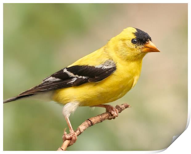 Male American Goldfinch Print by Jim Hughes