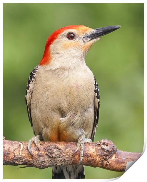 Red Bellied woodpecker, just resting... Print by Jim Hughes