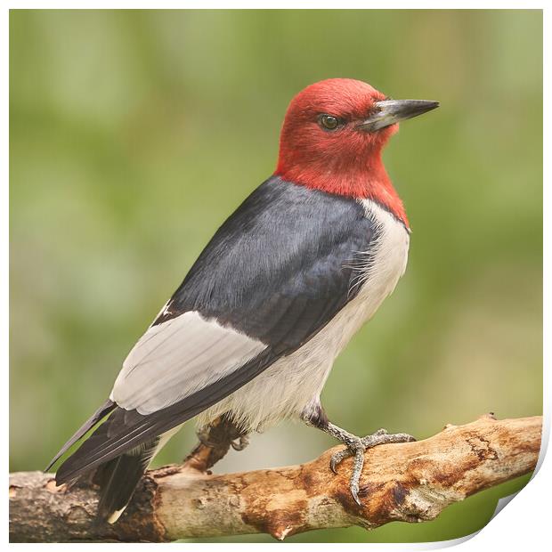 Red-Headed Woodpecker Looks At A Photographer Print by Jim Hughes